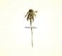 Patrick Watson, nouvel album Wooden Arms