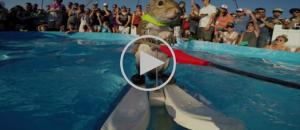 Vidéo GoPro : Twiggy, l'écureuil champion de ski nautique
