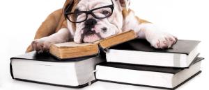 Peut-on adopter un chien en étant étudiant ?