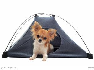  alt="Kit vacances: Comment faire pour partir avec son chien au camping cet été ?"