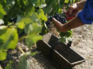  alt="Job étudiant à l'occasion de vendanges : une expérience inoubliable"