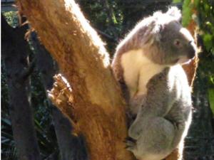  alt="Partir en Australie : Les Principaux journaux australiens"