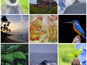  alt="Le Sri Lanka : Une destination touristique qui a tout pour plaire !"