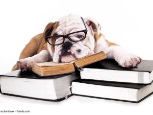  alt="Peut-on adopter un chien en étant étudiant ?"