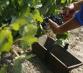 Job étudiant à l'occasion de vendanges : une expérience inoubliable