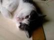 Cherche job étudiant : Recherche d'un job : Cat- ou Dogsitter + distribution de tracts